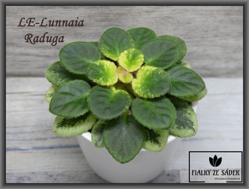 LE-Lunnaia Raduga